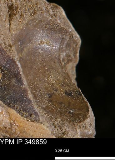 undet. Bivalvia