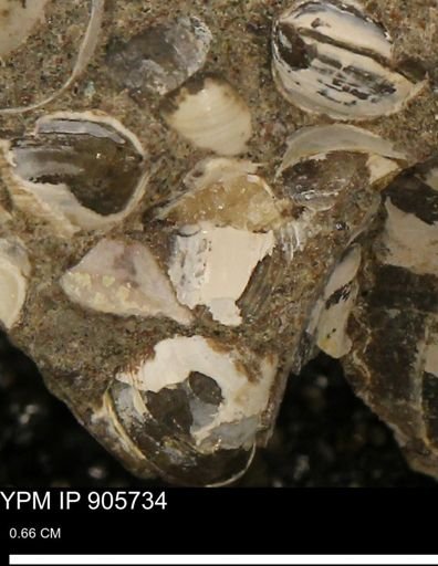 Corbulamella sp.