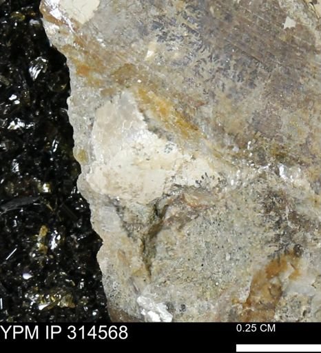 undet. Mollusca