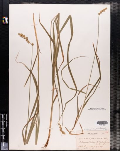 Carex projecta