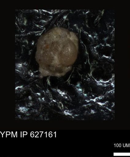 undet. Foraminiferida