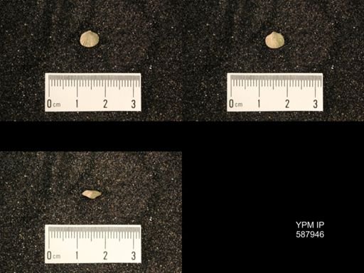 Zygospira modesta