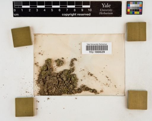 Plantae