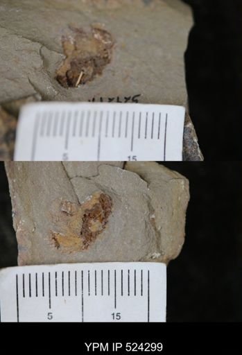 undet. Asterozoa