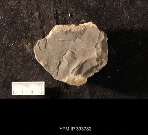 undet. Graptolithina