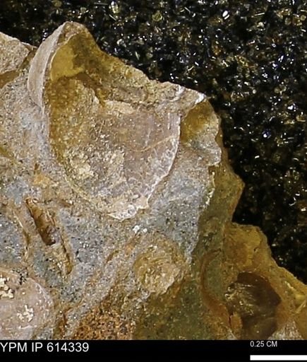 Limopsis striatopunctatus