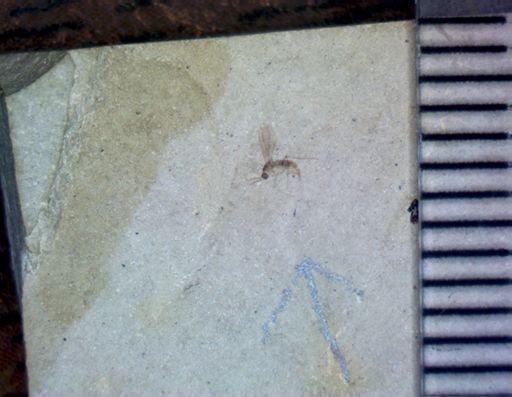 undet. Diptera