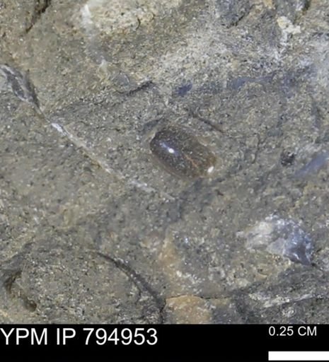 undet. Mollusca