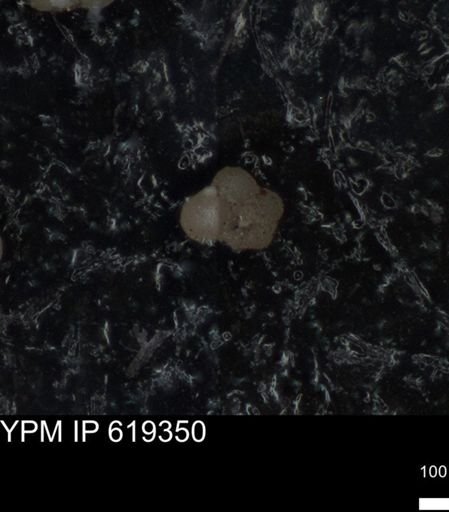 undet. Rugoglobigerinidae