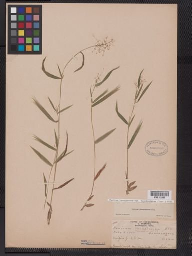 Panicum lanuginosum