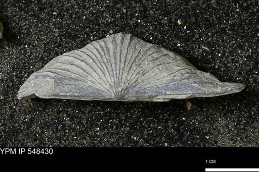 Stropheodonta kemperi