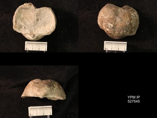 Pustula pustulosa