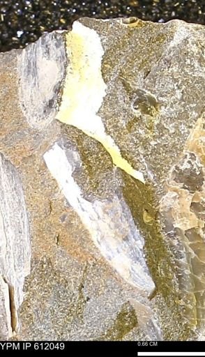 Pseudoptera subtortuosa