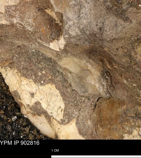 undet. Mollusca