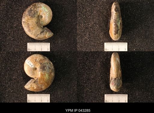Hoploscaphites nicolletii