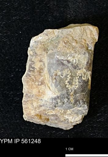 Baculites sp.