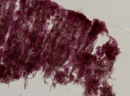 Clathria pennata