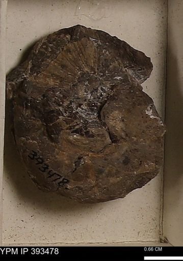 Scaphites sp.