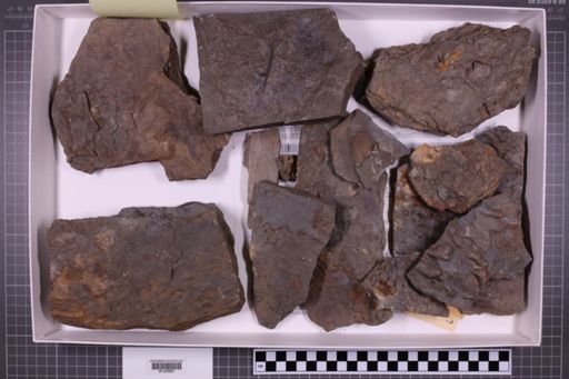 mixed taxa, stratigraphic collection