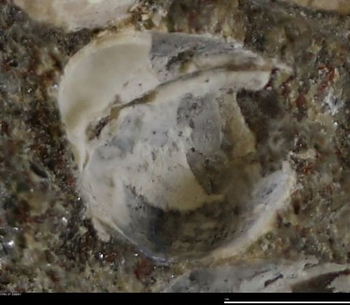 Corbulamella gregaria