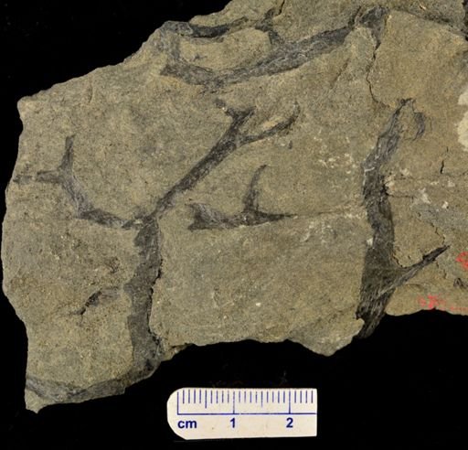 Psilophyton sp.