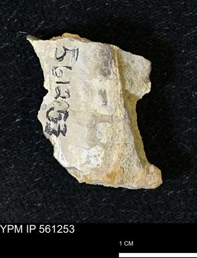 Baculites sp.
