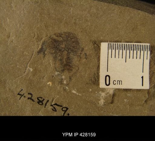 Bunaia sp.