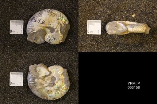 Discoscaphites conradi