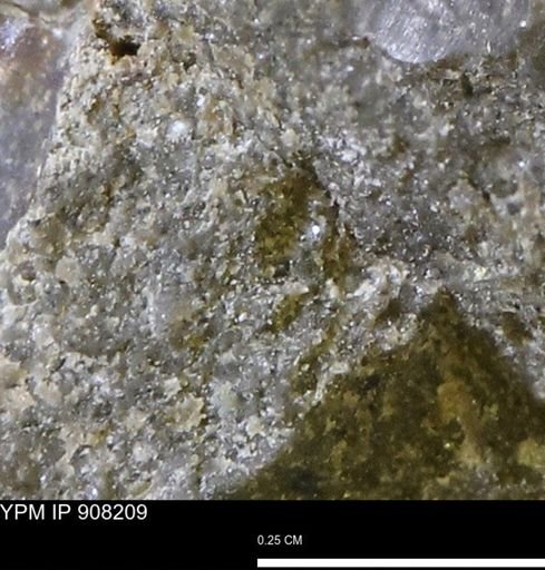 undet. Mollusca