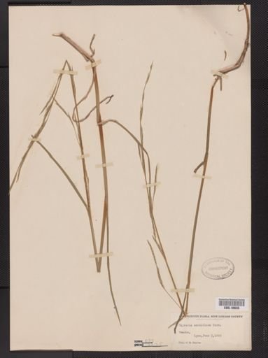 Glyceria acutiflora