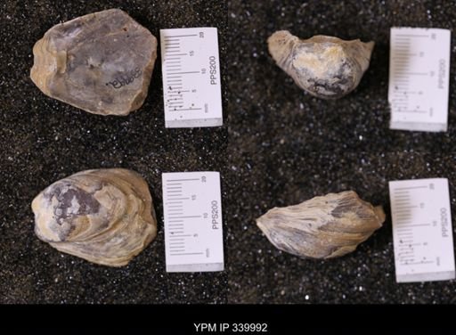 Ostrea soleniscus