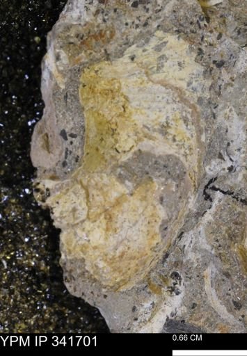 Scaphites sp.