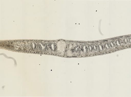 Turbellaria