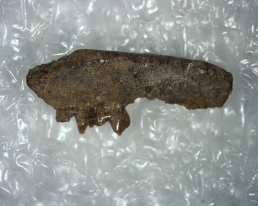 Propalaeosinopa diluculi