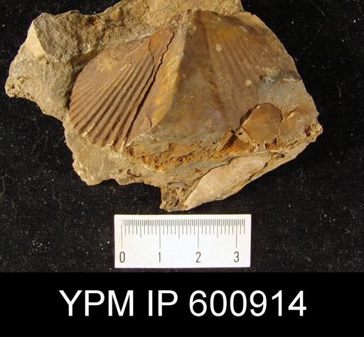 Paraspirifer (Paraspirifer) praecursor