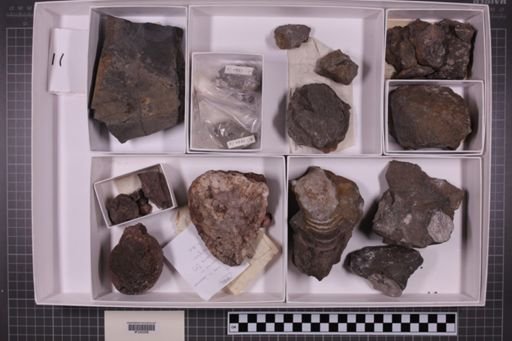 mixed taxa, stratigraphic collection