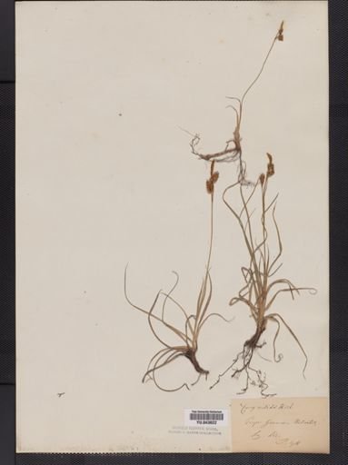 Carex