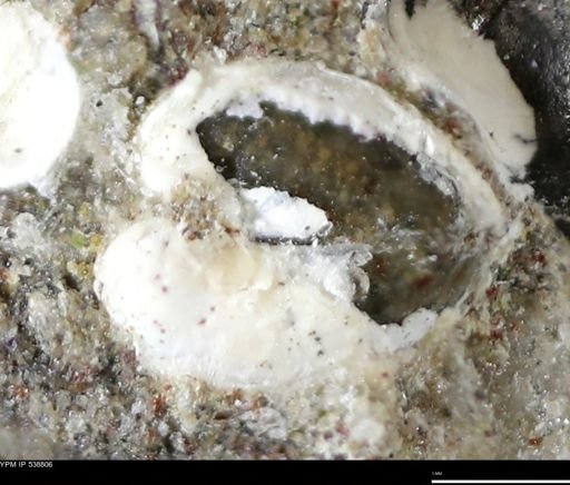 Corbulamella gregaria