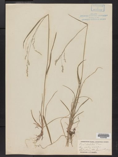 Poa languida