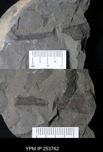 Eurypterida