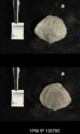 Spinatrypa spinosa