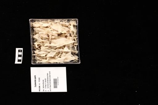 Coryphaenoides rupestris