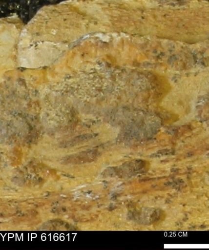 Teredo sp.