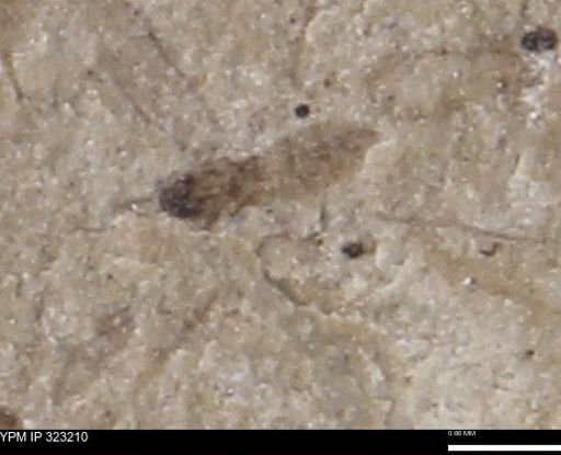 undet. Insecta