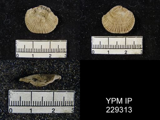 Derbya crassa texana