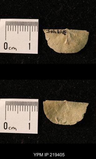 Chonetes granulifer