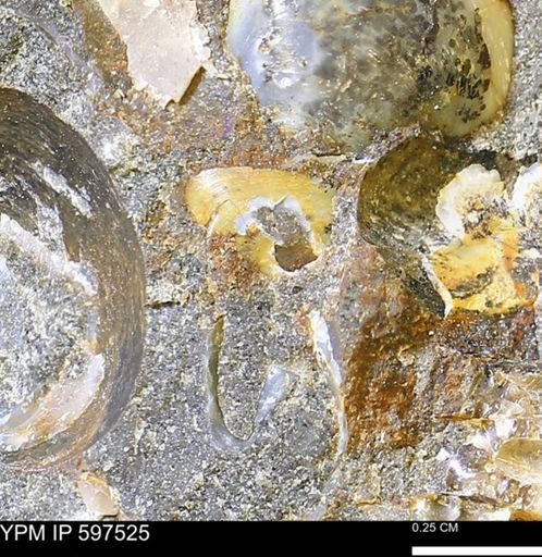 Protocardia?
