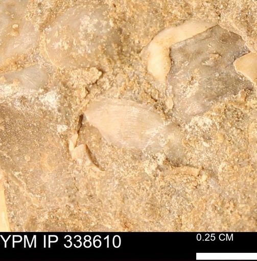 undet. Mollusca