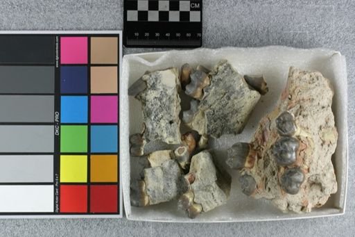 Archaeotherium mortoni