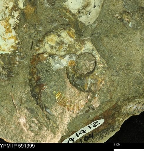 Discoscaphites sp.